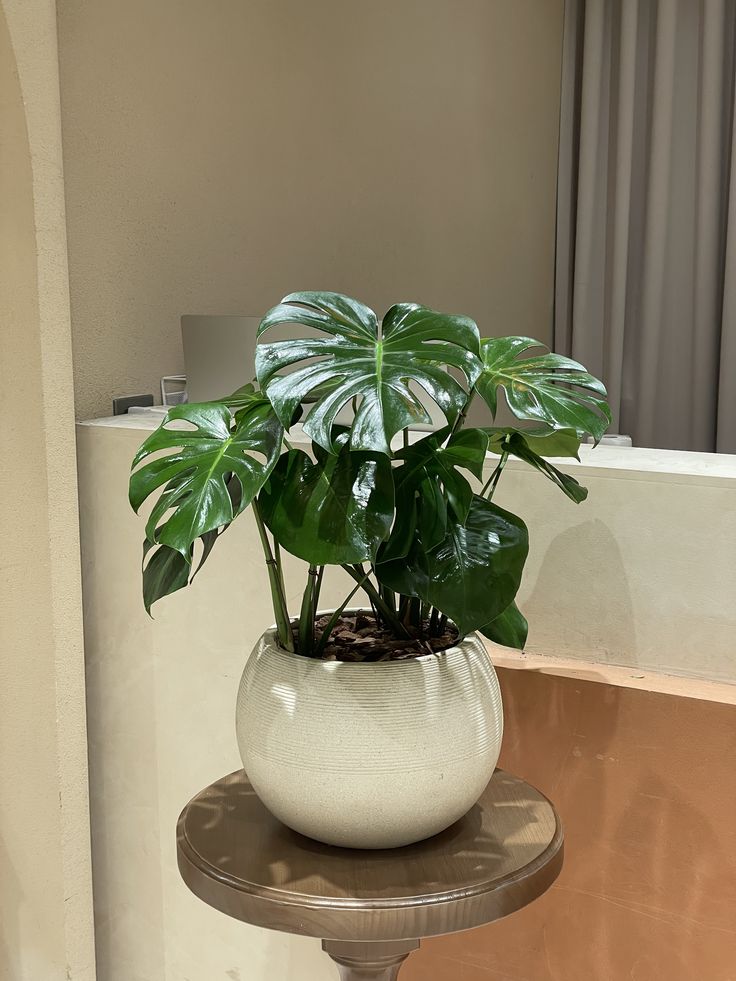 Plants